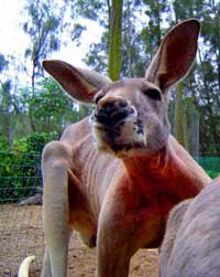 Birdland Animal Park - Perths Hotel 3