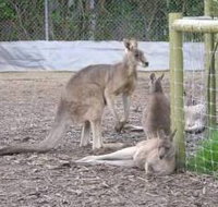 Jirrahlinga Koala  Wildlife Sanctuary - Perths Hotel