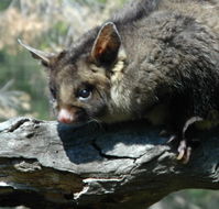 Moonlit Sanctuary Wildlife Conservation Park - Perths Hotel