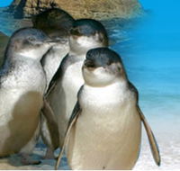 Phillip Island Penguin Parade