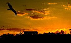 Werribee Open Range Zoo - Perths Hotel 1