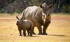 Werribee Open Range Zoo - Perths Hotel 3