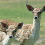 Marapana Wildlife Park - Perths Hotel 0