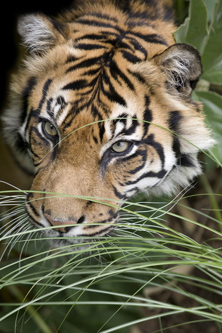 Adelaide Zoo - Perths Hotel 1