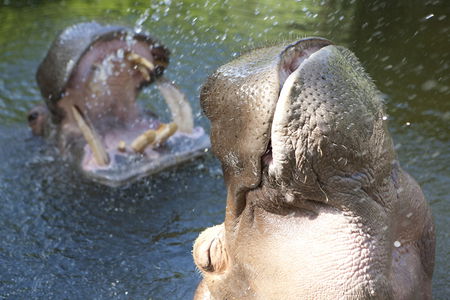 Adelaide Zoo - Perths Hotel 2