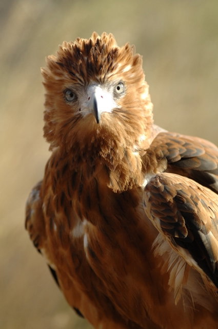 Alice Springs Desert Park - Perths Hotel 0