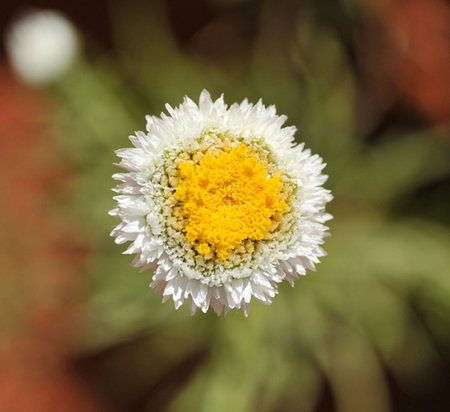 Alice Springs Desert Park - Perths Hotel 1