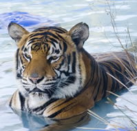 Zoo Doo Wildlife Park - Perths Hotel