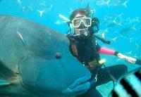 Maxi Ragamuffin - Perths Hotel 1