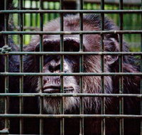 Rockhampton Zoo - Perths Hotel