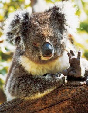 Gorge Wildlife Park - Perths Hotel 0