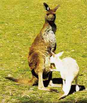 Gorge Wildlife Park - Perths Hotel 1