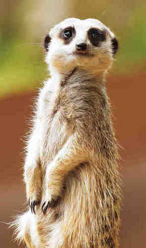 Gorge Wildlife Park - Perths Hotel 2