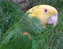 Gorge Wildlife Park - Perths Hotel 3