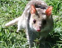 Urimbirra Wildlife Park - Perths Hotel 0