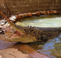 Wyndham Zoological Gardens and Crocodile Park - Perths Hotel