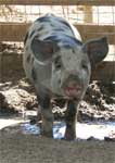 Wagga Wagga Zoo - Perths Hotel 0