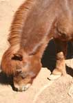 Wagga Wagga Zoo - Perths Hotel 3