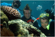 Dolphin Wild - Perths Hotel 1