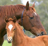 Blue Gum Farm - Perths Hotel