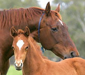 Blue Gum Farm - Perths Hotel 0
