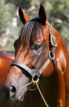 Blue Gum Farm - Perths Hotel 2