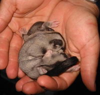 Cool Companions - Perths Hotel