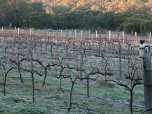 Lion Mill Vineyards - Perths Hotel 1