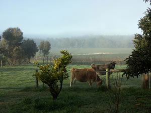 Lion Mill Vineyards - Perths Hotel 2