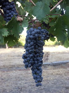 Lion Mill Vineyards - Perths Hotel 3