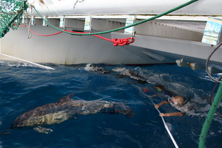 Dolphin Swim Australia - Perths Hotel 1