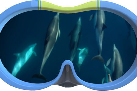 Dolphin Swim Australia - Perths Hotel 3