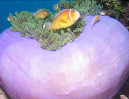 Silver Swift - Perths Hotel 1