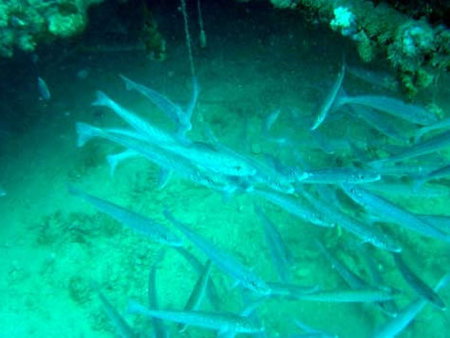 Underwater Sports Diving Centre - Perths Hotel 1