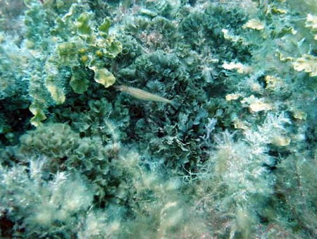 Underwater Sports Diving Centre - Perths Hotel 3