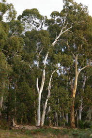 Heysen - The Cedars - Perths Hotel 2