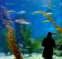 Melbourne Aquarium - Perths Hotel