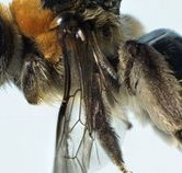 Western Australian Museum - Perths Hotel