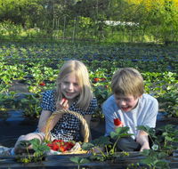 Blue Hills Berries  Cherries - Perths Hotel