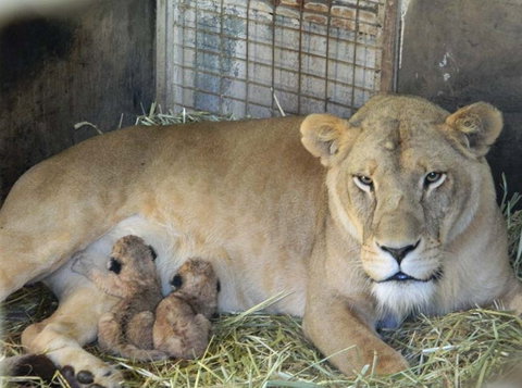Darling Downs Zoo - Perths Hotel 2