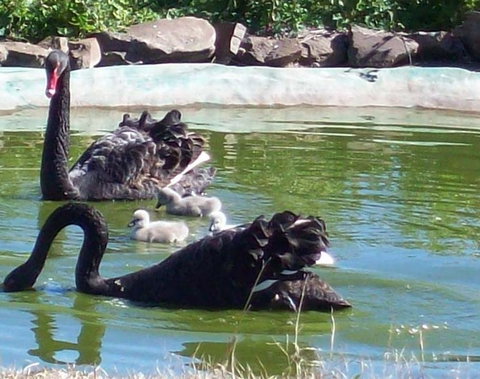 Darling Downs Zoo - Perths Hotel 3
