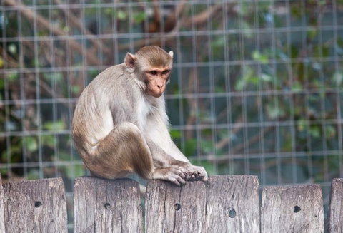 Darling Downs Zoo - Perths Hotel 5