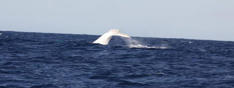 Australian Whale Watching - Perths Hotel 0