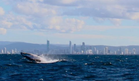 Australian Whale Watching - Perths Hotel 1