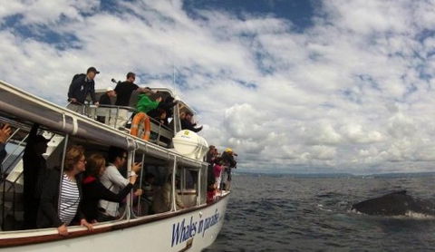 Australian Whale Watching - Perths Hotel 2