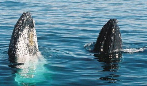 Australian Whale Watching - Perths Hotel 4