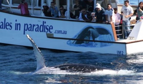 Australian Whale Watching - Perths Hotel 5