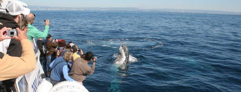 Australian Whale Watching - Perths Hotel 7