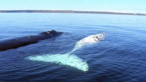 Australian Whale Watching - Perths Hotel 9