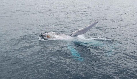 Australian Whale Watching - Perths Hotel 10